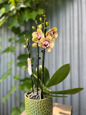 Phalaenopsis Orient Express | Storczyk