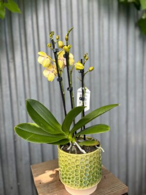 Phalaenopsis Orient Express | Storczyk