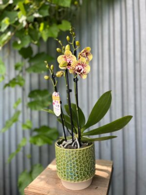 Phalaenopsis Orient Express | Storczyk