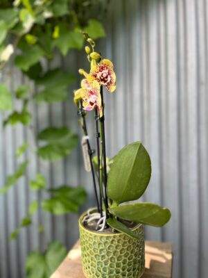 Phalaenopsis Orient Express | Storczyk