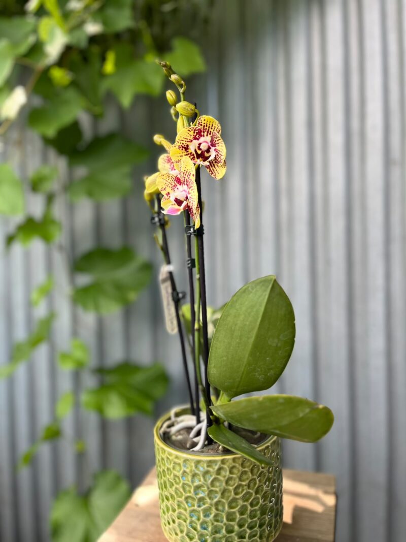 Phalaenopsis Orient Express | Storczyk