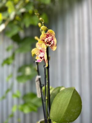 Phalaenopsis Orient Express | Storczyk