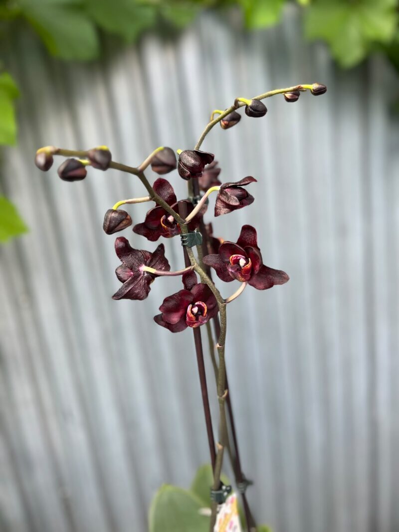 Phalaenopsis Black Swan I Czarny Storczyk Phalaenopsis Black Swan I Czarny Storczyk