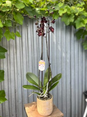 Phalaenopsis Black Swan I Czarny Storczyk