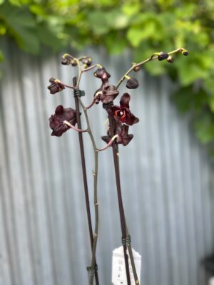 Phalaenopsis Black Swan I Czarny Storczyk
