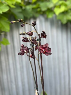 Phalaenopsis Black Swan I Czarny Storczyk