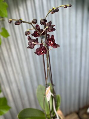 Phalaenopsis Black Swan I Czarny Storczyk