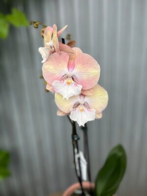 Phalaenopsis Tina | Storczyk