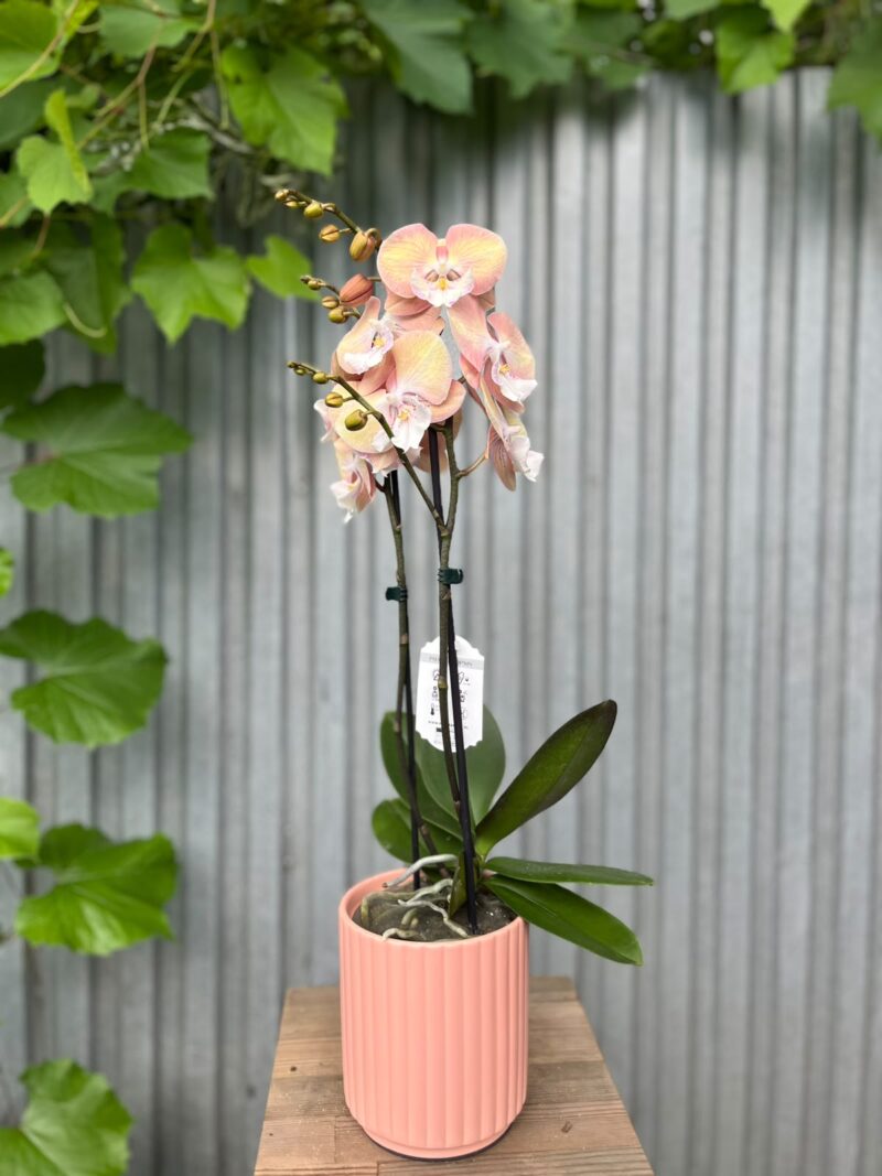 Phalaenopsis Tina | Storczyk