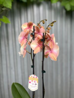 Phalaenopsis Tina | Storczyk