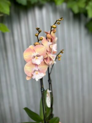 Phalaenopsis Tina | Storczyk