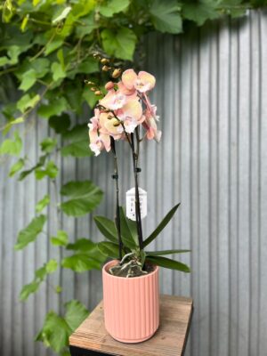 Phalaenopsis Tina | Storczyk