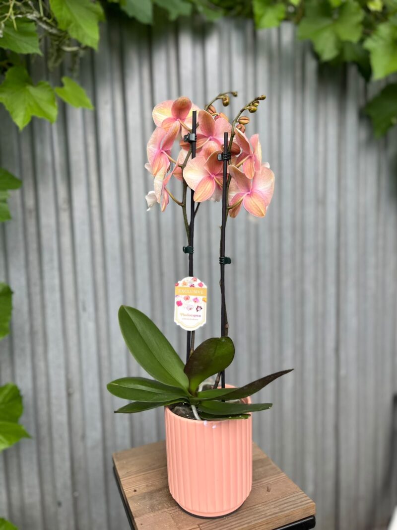 Phalaenopsis Tina | Storczyk