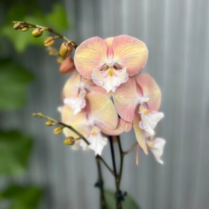 Phalaenopsis Tina | Storczyk