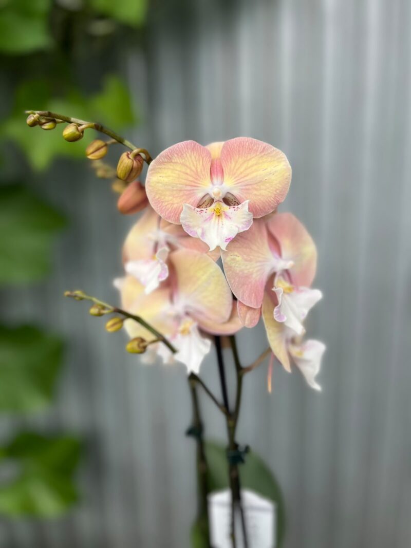 Phalaenopsis Tina | Storczyk Phalaenopsis Tina | Storczyk
