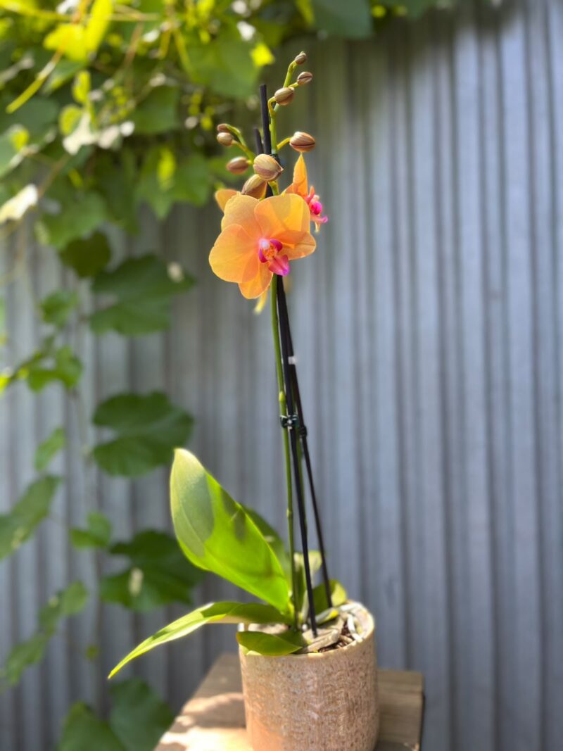 Phalaenopsis Orange Buddha | Storczyk