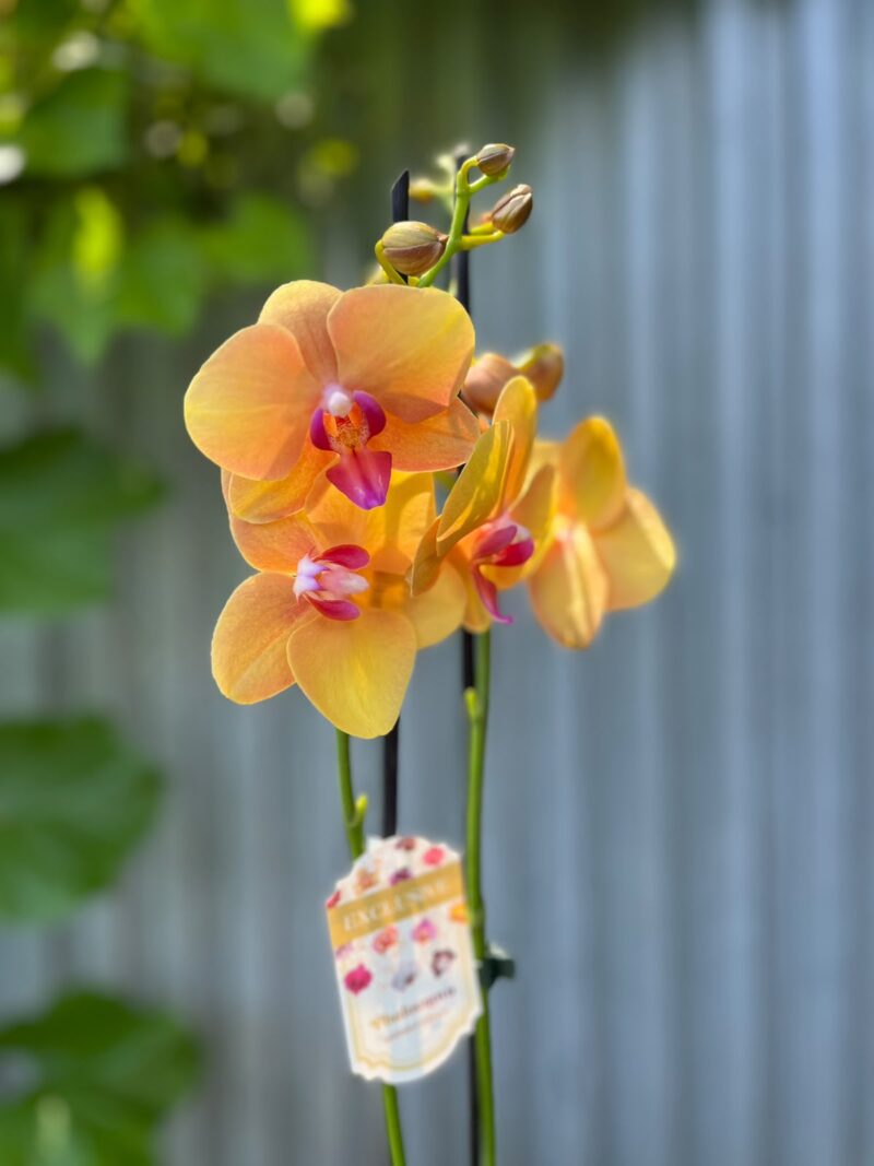 Phalaenopsis Orange Buddha | Storczyk Phalaenopsis Orange Buddha | Storczyk