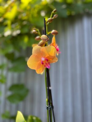 Phalaenopsis Orange Buddha | Storczyk