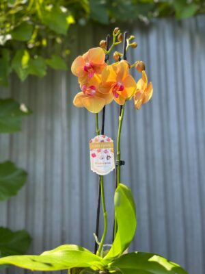 Phalaenopsis Orange Buddha | Storczyk