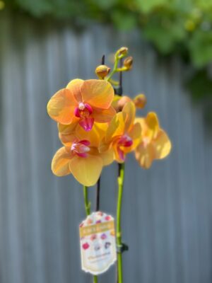 Phalaenopsis Orange Buddha | Storczyk