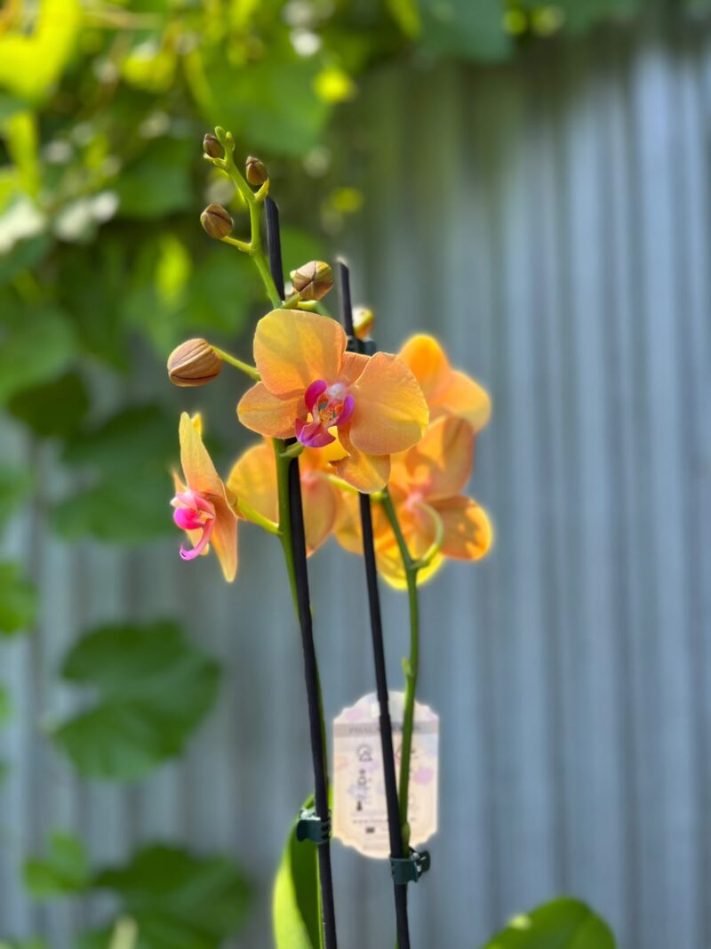 Phalaenopsis Orange Buddha | Storczyk