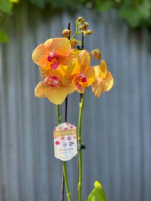 Phalaenopsis Orange Buddha | Storczyk
