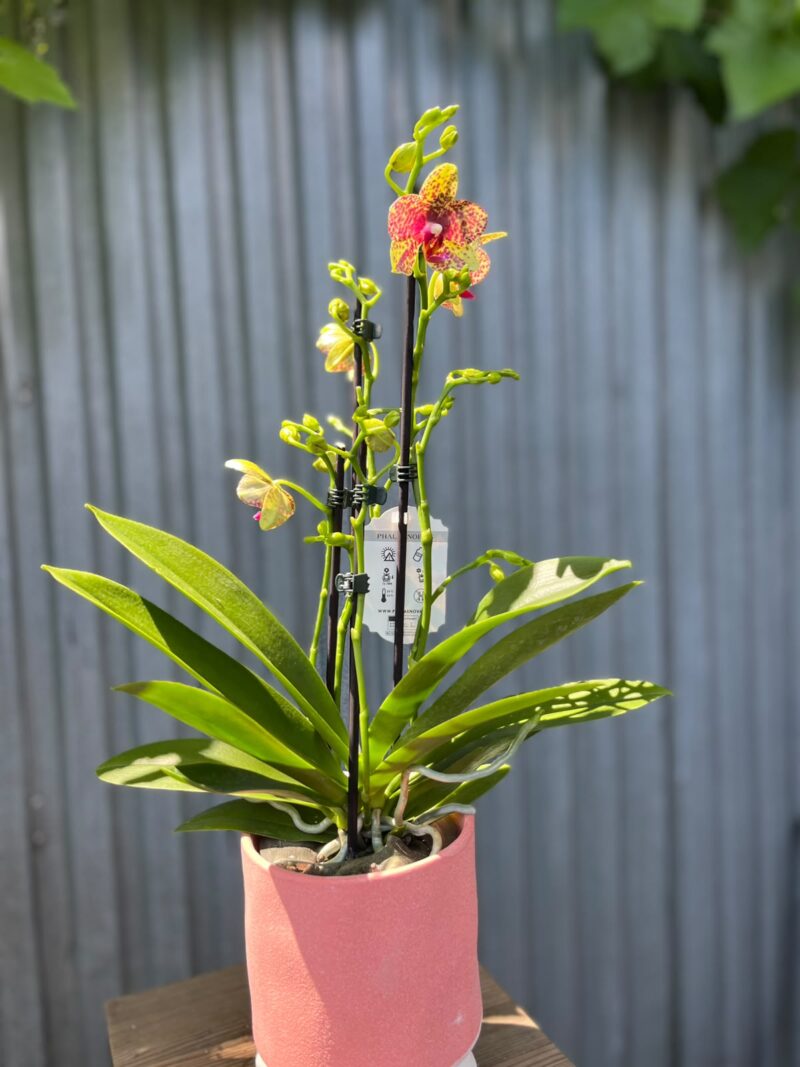 Phalaenopsis Anthura Grosseto | Storczyk