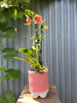 Phalaenopsis Anthura Grosseto | Storczyk