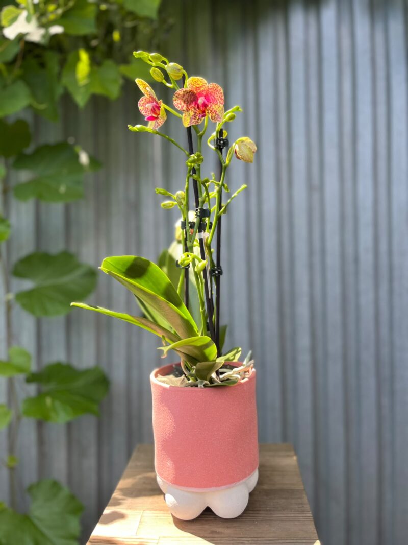 Phalaenopsis Anthura Grosseto | Storczyk