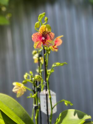 Phalaenopsis Anthura Grosseto | Storczyk