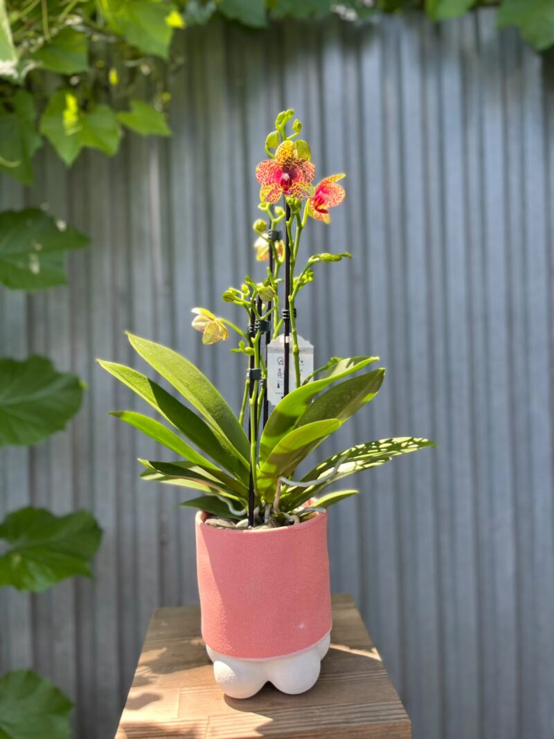 Phalaenopsis Anthura Grosseto | Storczyk