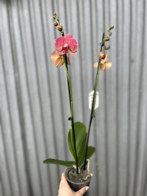 Phalaenopsis ‘Raoul’ I Storczyk