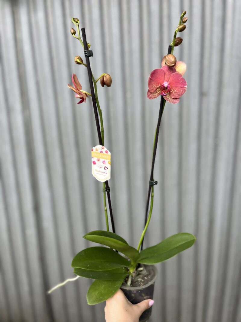 Phalaenopsis ‘Raoul’ I Storczyk