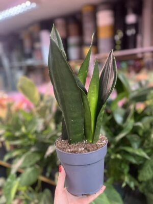 Sansevieria Black Diamond