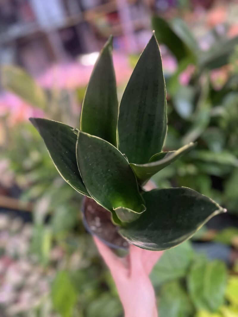 Sansevieria Black Diamond