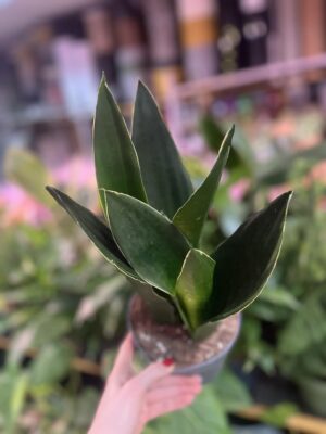 Sansevieria Black Diamond