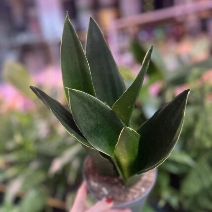 Sansevieria Black Diamond