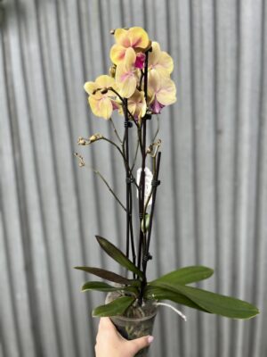 Phalaenopsis limited 40 | Storczyk przekwitający