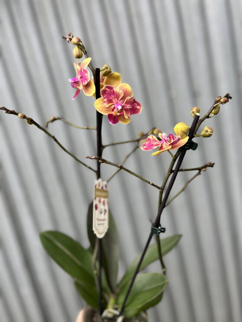 Phalaenopsis Sogo Yellowtris peloric | Storczyk bez pąków