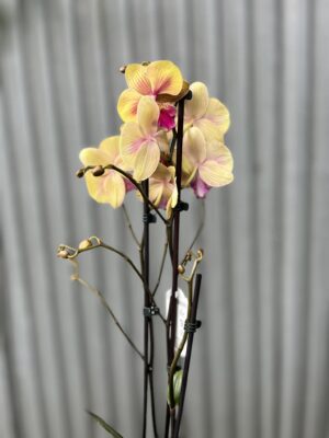 Phalaenopsis limited 40 | Storczyk przekwitający