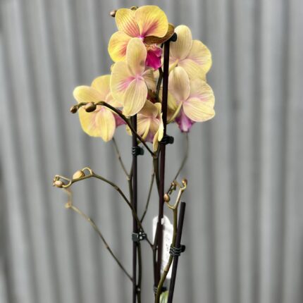 Phalaenopsis limited 40 | Storczyk przekwitający