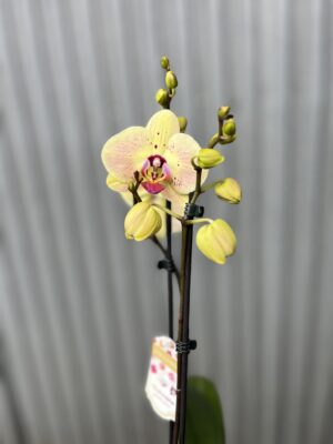 Phalaenopsis Golden Goya | Storczyk