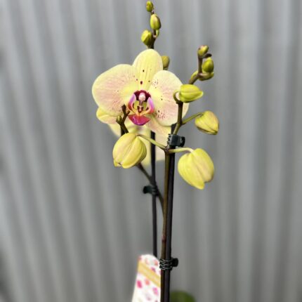 Phalaenopsis Golden Goya | Storczyk