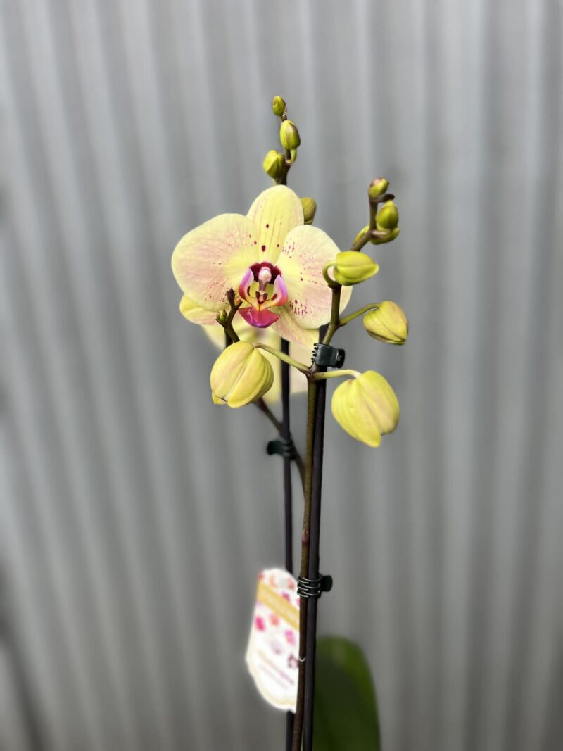 Phalaenopsis Golden Goya | Storczyk