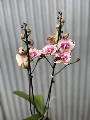 Phalaenopsis Golden Art | Storczyk