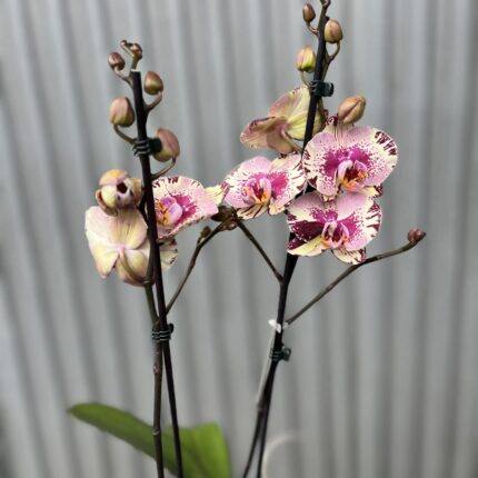 Phalaenopsis Golden Art | Storczyk