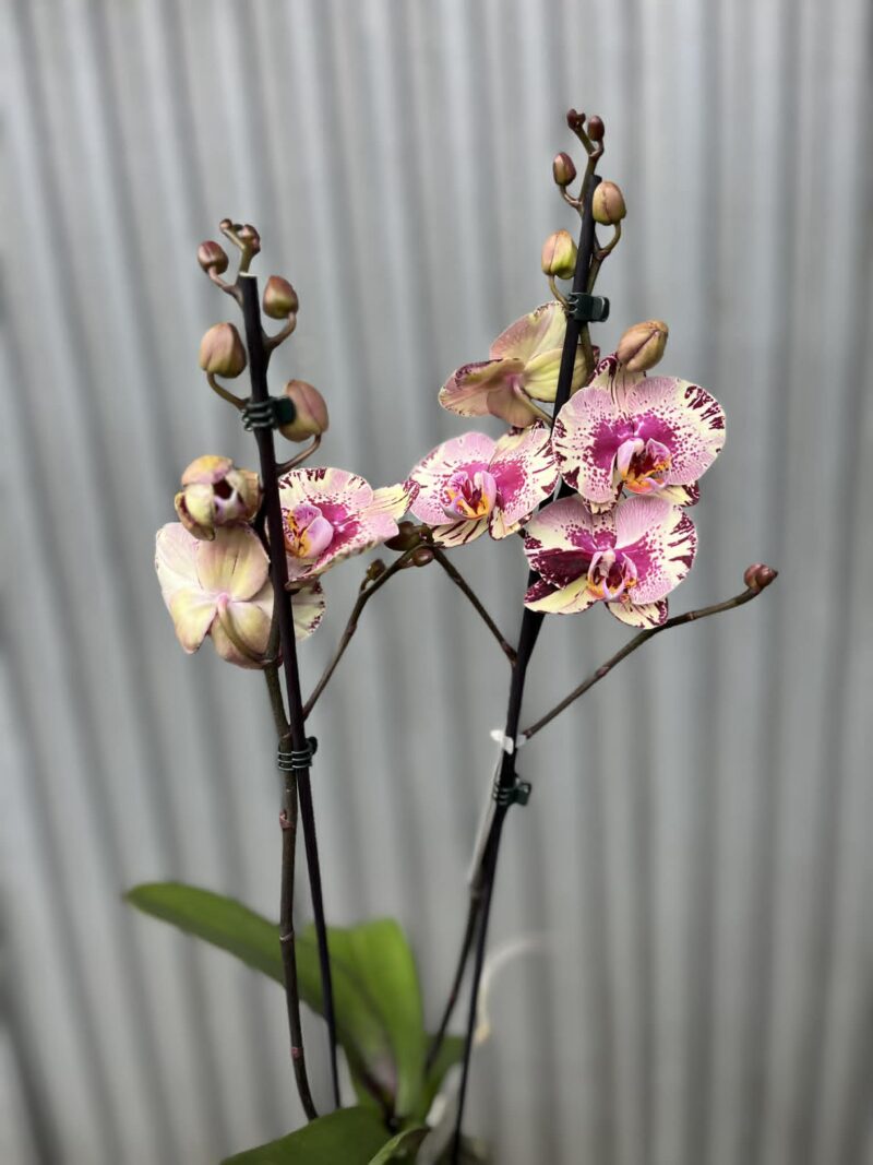 Phalaenopsis Golden Art | Storczyk