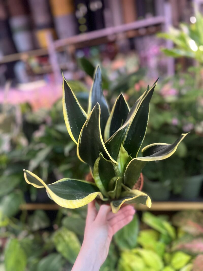 Sansevieria ‘Night Shake’