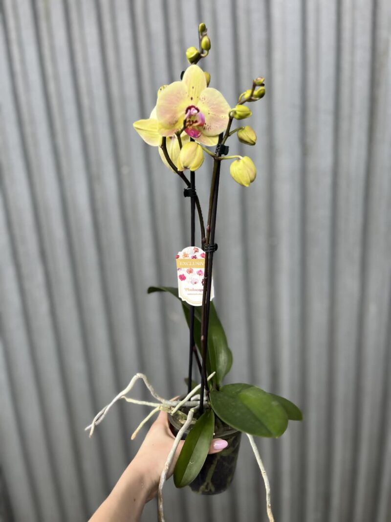 Phalaenopsis Golden Goya | Storczyk
