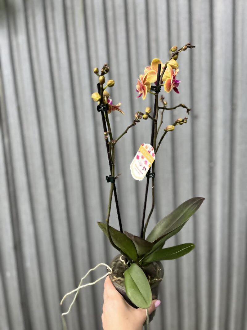 Phalaenopsis Sogo Yellowtris peloric | Storczyk bez pąków